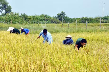 CBCS Đồn BP Quan Lạn hành quân dã ngoại giúp nhân dân xã Quan Lạn (Vân Đồn) thu hoạch mùa màng.