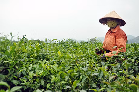 Người dân xã Quảng Long chăm sóc đồi chè.