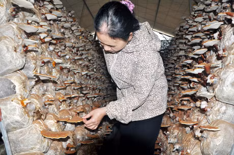 Công ty CP Nấm Thịnh Phát (Hoành Bồ) đầu tư sản xuất nấm ăn và nấm dược liệu bước đầu đem lại hiệu quả. 