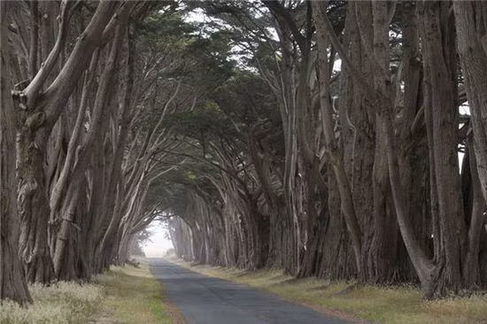 Đường Point Reyes (California, Mỹ): Trên con đường này có khoảng 1.500 loại động thực vật hoang dã, có thể xứng đáng với tên gọi Kho báu Động Thực vật Thiên nhiên.