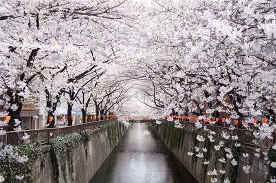 Sông Nakameguro (Nhật Bản): Mỗi năm xuân đến, hai bên sông hoa anh đào nở kín bờ, đón chào vô vàn du khách từ khắp nơi trên thế giới tới chiêm ngưỡng.