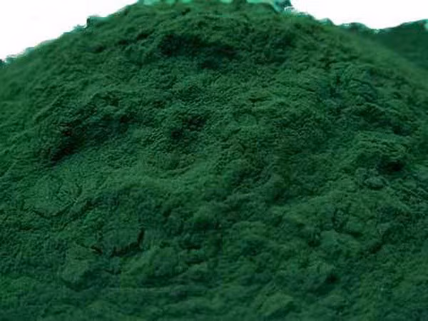 Tảo xoắn Spirulina platensis