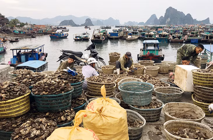 Hàng tấn hàu, hà thường xuyên được chất thành đống ngay trên cầu cảng Cái Rồng (huyện Vân Đồn)