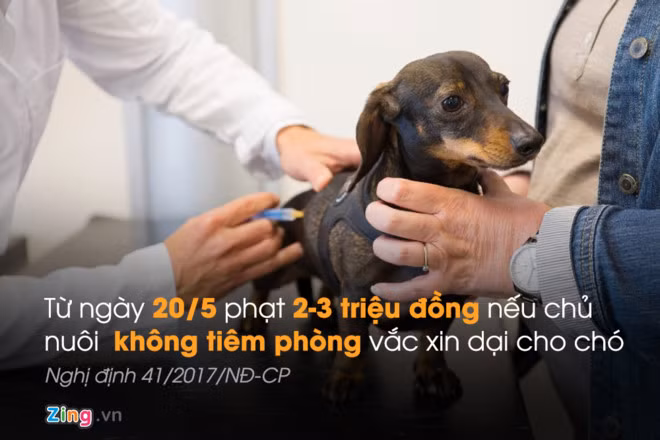 Chủ vật nuôi sẽ bị phạt 2-3 triệu đồng nếu không tiêm vắc xin phòng dại cho chó. Ảnh minh họa: Phượng Nguyễn.