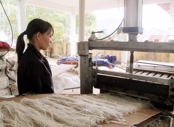 Nhiều lao động làm việc trong các HTX nhưng không được tham gia BHXH. Trong ảnh: Công nhân HTX Phát triển Đình Trung, xã Húc Động, huyện Bình Liêu sản xuất miến dong. 