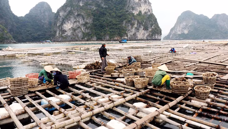 Mô hình nuôi hàu an toàn của gia đình ông Nguyễn Minh Hồng, thành viên CLB Hàu sữa Vân Đồn mỗi năm cho thu nhập hàng trăm triệu đồng.