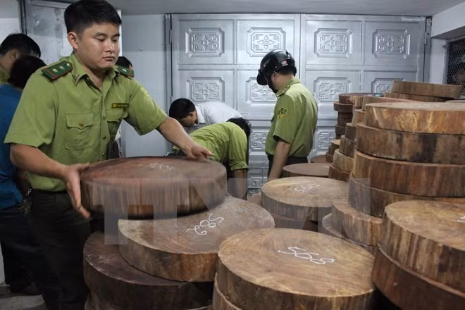 Các lực lượng chức năng kiểm đếm số gỗ nghiến được sơ chế dạng thớt tại cơ sở chế biến gỗ và kinh doanh nội thất của ông Vũ Mạnh Hoạch (Tổ 5, thị trấn Việt Lâm, huyện Vị Xuyên). (Ảnh: Lê Lâm/TTXVN phát)