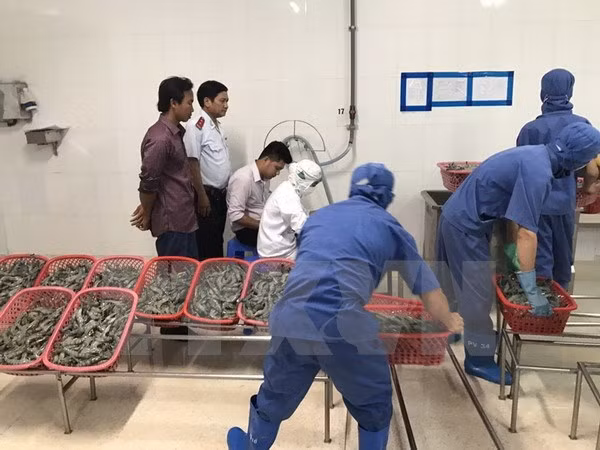Số tôm chứa tạp chất bị tạm giữ xử lý theo quy định của pháp luật. (Ảnh: Huỳnh Sử/TTXVN)