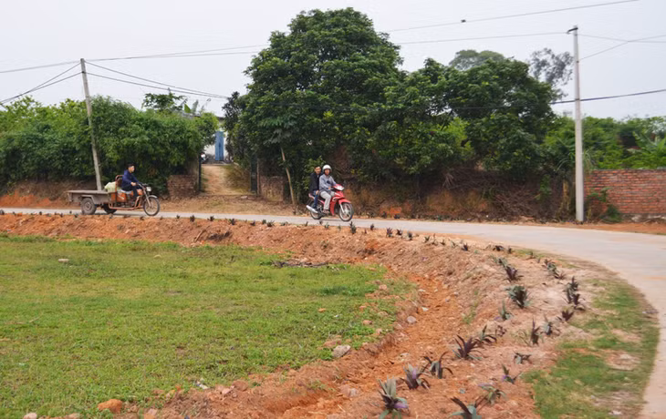 Tuyến đường thôn Suối Găng, xã Việt Dân đang được người dân trồng cây hoa, tạo cảnh quan sạch, đẹp