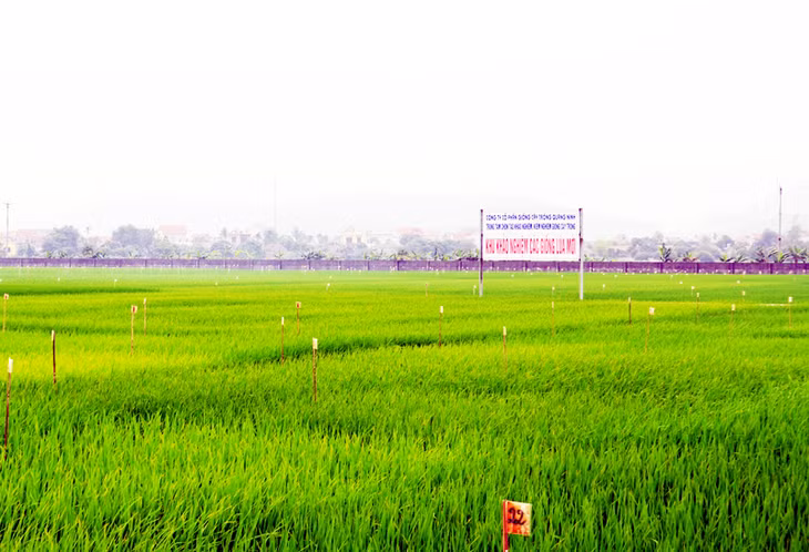 Khu khảo nghiệm sản xuất giống lúa của Công ty CP Giống cây trồng Quảng Ninh.