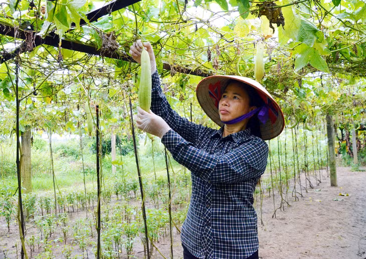 Chị Phạm Thị Máy thu hoạch rau trong khu vườn mẫu của gia đình.