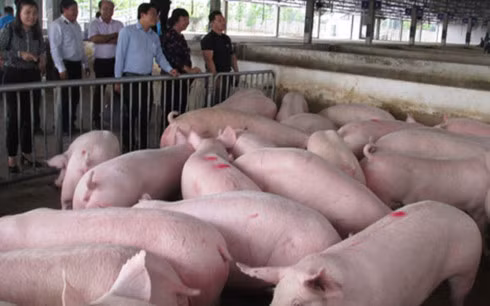Giá heo đang giảm dưới giá thành.