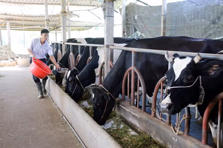 Hộ ông Nguyễn Đức Tùng (thôn Quảng Mản, xã Bình Khê, TX Đông Triều) hiện chỉ dám duy trì đàn bò sữa 35 con.