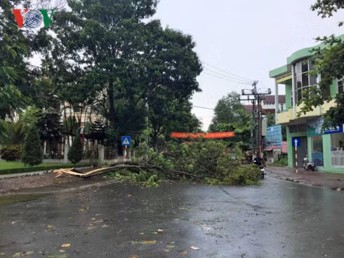 Giông lốc quật đổ một cây xanh tại thành phố Lào Cai.