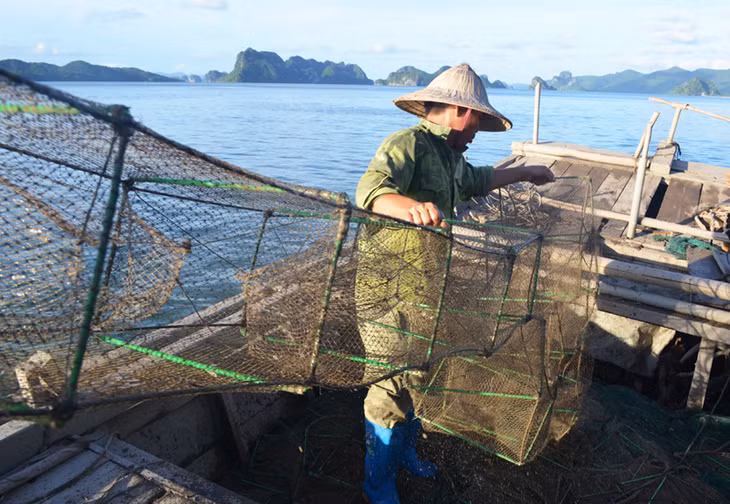 Lồng bát quái hoạt động theo nguyên lý bẫy, ngăn cản đường di chuyển tự nhiên của các loài thuỷ sản. 