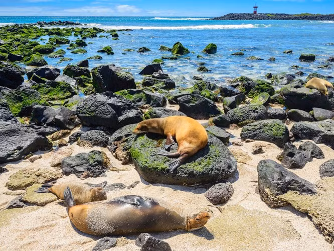  Quần đảo Galapagos, Ecuador: Quần đảo này có lẽ được biết đến nhiều nhất bởi tác động của nó đối với thuyết tiến hóa của Charles Darwin. Quần đảo Galapagos ngoài khơi bờ biển Ecuador là nơi sinh sống của những loài sinh vật cực kỳ độc đáo. Ảnh: Shutterstock. 