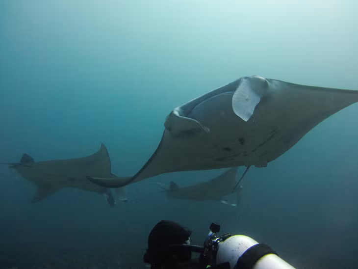 Komodo, Indonesia:Komodo là một phần của Vườn quốc gia Komodo.Không chỉ nổi tiếng với loài rồng Komodo bản địa, quần đảo còn địa điểm lặn biển lý tưởng thu hút rất nhiều du khách. Những con cá mập voi, cá ngừ, cá đuối đến những con cá ngựa vằn hấp dẫn, loài mực và bạch tuộc khiến đây trở thành một trong những điểm lặn đa dạng nhất và sống động nhất trên hành tinh. Ảnh: Eva Funderburgh/ Flickr.