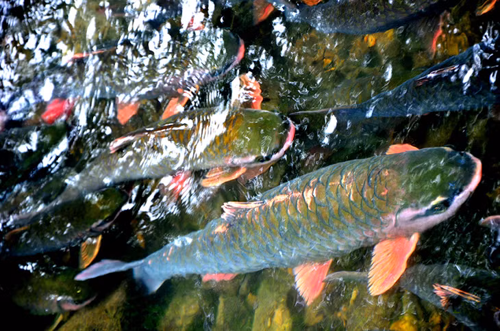 Có nhiều con cá to từ 3-7kg.