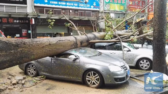 Ôtô đậu trên vỉa hè hư hỏng vì bị cây đổ trúng trong bão. 