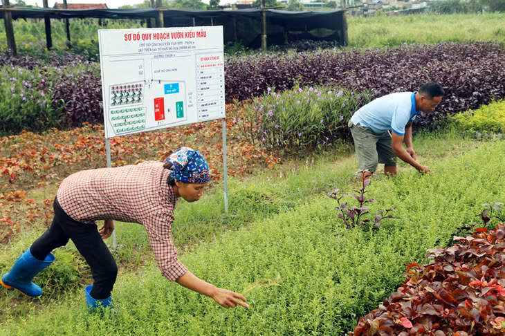 Sơ đồ quy hoạch vườn kiểu mẫu của hộ ông Nguyễn Văn Hữu (thôn 4, xã Quảng Minh).