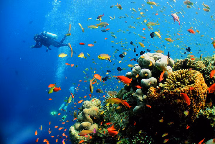 Pulau Sipadan, Malaysia: Sidapan nằm ngoài khơi bờ biển phía đông của bang Sabah, là một trong những địa điểm lặn nổi tiếng nhất châu Á. Ở đây có rạn san hô lớn nhất ở Đông Nam Á, và cũng là nơi có đa dạng sinh học biển cao nhất thế giới. Ảnh: Sini.