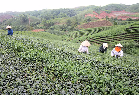 Có sự hỗ trợ của Công ty TNHH Chè Thuấn Quỳnh nay nông dân xã Quảng Long có thu nhập ổn định từ nghề trồng chè.