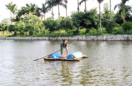 Đầm nuôi tôm thẻ chân trắng không nằm trong vùng quy hoạch của gia đình anh Nguyễn Xuân Hội, khu Bạch Đằng 2, phường Phương Nam (Uông Bí).
