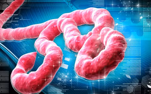Virus Ebola (ảnh: DailyKos)