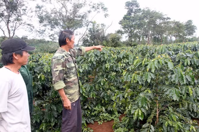 Hơn 150 hộ dân nhận khoán đất trồng càphê lo lắng trước nguy cơ bị ngân hàng phát mại đất và cây càphê.