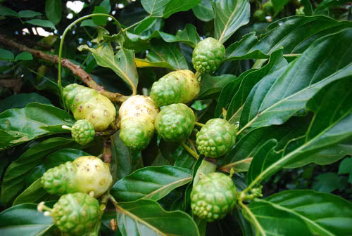 Quả nhàu - Ảnh: Thái Nguyên
