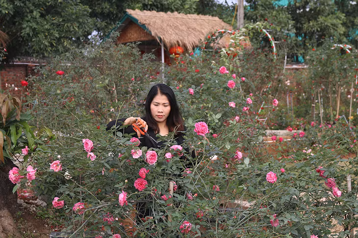 Chị Lê Mai Hương chăm sóc hoa hồng.