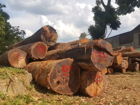 Số gỗ được các đối tượng vận chuyển trên 2 xe tải bị bắt giữ vào rạng sáng 27/4.