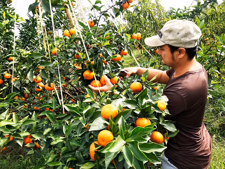 Vườn mẫu trồng cam Canh, bưởi Diễn của người dân thôn Phúc Thị, xã Việt Dân, TX Đông Triều. (Ảnh: Ngô Dịu)