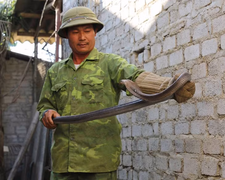 Vài lần bị rắn cắn, nguy hiểm đến tính mạng nhưng anh Hiên quyết không từ bỏ. Ngoài đan mê, nghề nuôi rắn thương phẩm mang lại cho anh Hiên khoản thu nhập trên 600 triệu đồng/năm