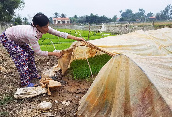 Nông dân xã Hiệp Hòa, TX Quảng Yên mở nilon cho mạ hưởng thời tiết nắng ấm, phát triển 