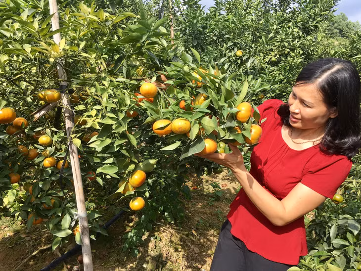 Mô hình trồng cam của Hội Phụ nữ huyện Hoành Bồ