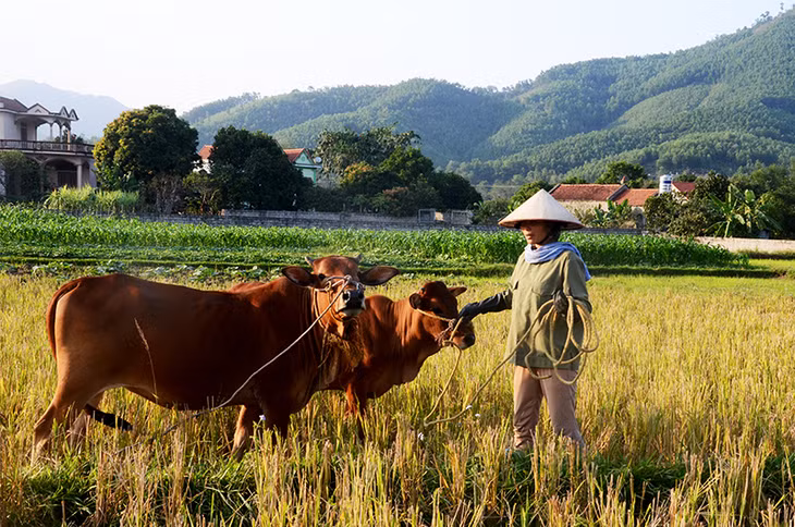 Hộ nghèo ở huyện Hoành Bồ được hỗ trợ trâu để phát triển sản xuất, vươn lên thoát nghèo.