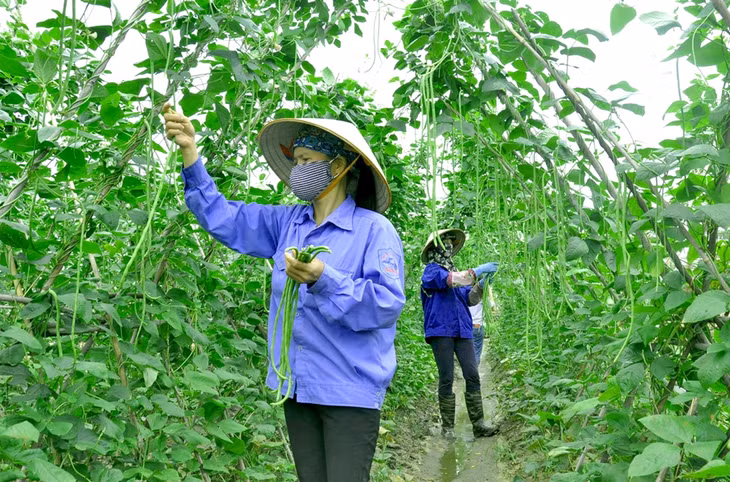 Thu hoạch rau màu tại khu vực trồng rau của Công ty CP Đầu tư và Xây dựng Việt Long (phường Cộng Hòa, TX Quảng Yên). Ảnh: Hoàng Nga 