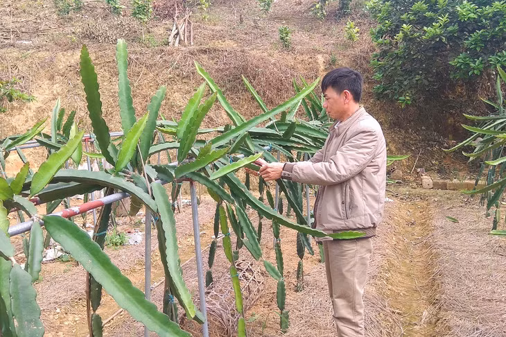 Anh Đinh Văn Sáng (thôn Nam Hả Ngoài, xã Nam Sơn, huyện Ba Chẽ) là điển hình trong thi đua phát triển sản xuất của xã với mô hình trồng thanh long bằng giàn kim loại.