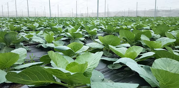 Mô hình sản xuất rau vụ đông trong nhà kinh đạt hiệu quả cao của Công ty Vineco