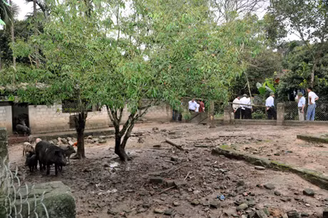 Vệ sinh chuồng trại chăn nuôi là biện pháp quan trọng để phòng chống dịch bệnh. Trong ảnh: Khu vực chăn nuôi lợn rừng của gia đình anh Đinh Khắc Viện, thôn Khe Sú 1, xã Thượng Yên Công, Uông Bí.