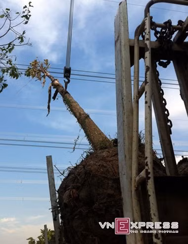 Câu dầu dài hơn 10m đụng vào đường dây 500 KV được cho là nguyên nhân gây mất điện toàn khu vực miền Nam. Ảnh: Nguyệt Triều.