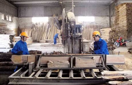 Chế biến dăm gỗ tại Doanh nghiệp tư nhân Xuân Trường (Hoành Bồ).