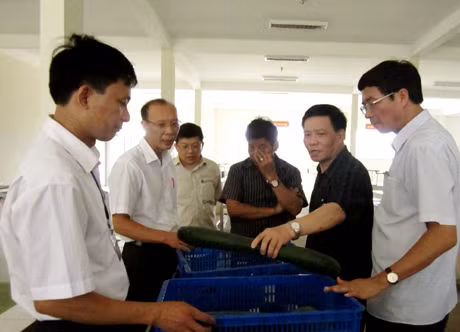 Đoàn giám sát thăm mô hình sơ chế rau an toàn của Công ty CP Việt Long đặt tại phường Cộng Hòa.