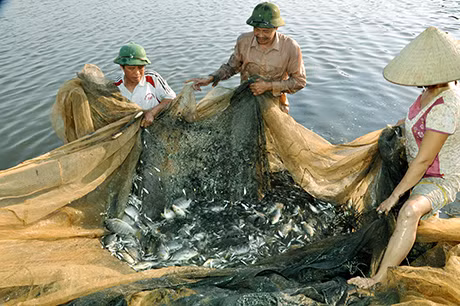 Điển hình như mô hình nuôi cá rô phi đơn tính thâm canh thương phẩm trên diện tích 2,7ha với 10 hộ dân tham gia tại 2 thôn Đông Lâm và Hoàng Xá.