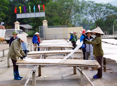 Sản xuất miến dong thương phẩm tại Công ty CP Thương mại Bình Liêu.