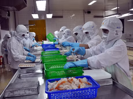 Chế biến thuỷ sản xuất khẩu tại Công ty CP Thuỷ sản Phú Minh Hưng, TX Quảng Yên.