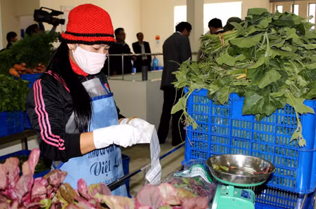 Sơ chế rau an toàn trước khi mang đi tiêu thụ trên thị trường.