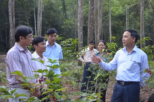 Đồng chí Phso Chủ tịch UBND tỉnh Đặng Huy Hậu kiểm tra thực địa vườn mai Yên tử tại xã Thượng Yên Công, TP Uông Bí