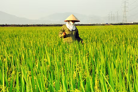 Năm nay, lần đầu tiên xã Bình Dương đưa vào gieo cấy giống lúa mới chất lượng cao TBR45 theo mô hình cánh đồng mẫu lớn với diện tích 21,94ha. Dự kiến năng suất bình quân sẽ đạt trên 65 tạ/ha.